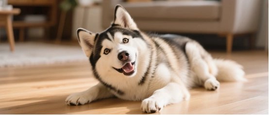 Purina Pro Plan