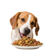 pet insurance